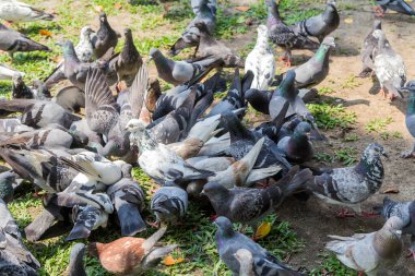 Güvercinler parkta yerde besleniyor.