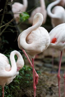 Güzel bir flamingolar, Flamingo olan birçok ülke için tipik tür