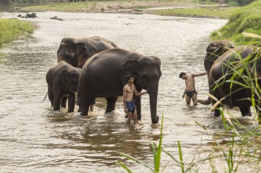 Chiang Mai, Tayland 4 Nisan 2017 Tayland filleri nehir kenarında mahout banyosu yaptı..