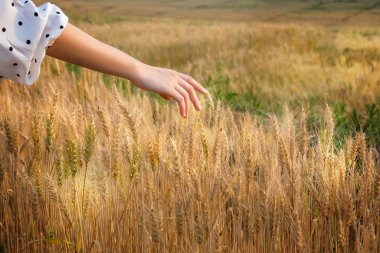Gün batımında arpa kulaklarını okşayan bir kadın Tayland 'da sarı pirinç tarlasını hasat ediyor..