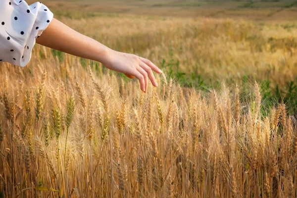 Woman Hand Caressing Some Ears Barley Sunset Time Harvest Time — 스톡 사진