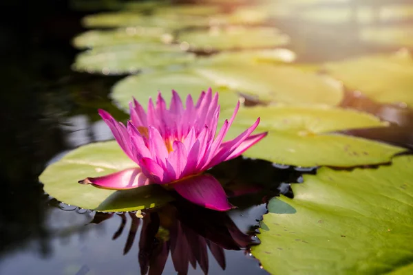 Close Van Lotus Waterlelie Bloem Vijver Zonnige Dag — Stockfoto