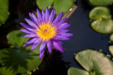 Close-up of lotus or waterlily flower on the pond at sunny day.