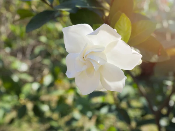 Gardenia jasminoides flower as known as Cape Jasmine flower blown by the wind in the morning sunlight. pastel colored