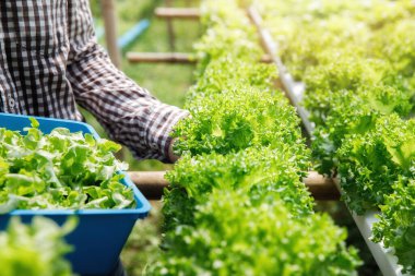Çiftçi, bitki yetiştirme çiftliğinde organik hidroponik yeşil meşe marulu hasat ediyor..