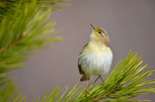 Птицы желтая природа весна выглядит — стоковое фото