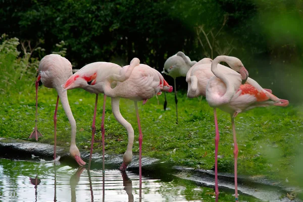 Flamants roses au repos — Photo