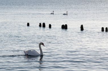 gün batımında Kuğu