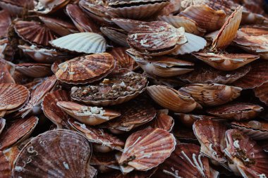 Taze deniz tarağı deniz ürünleri ürün yelpazesine balık Market. Tonda
