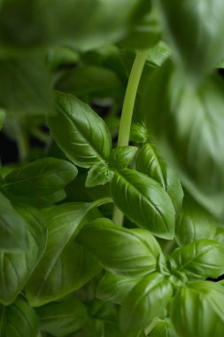 Makarna ham closeup arka plan. Geleneksel İtalyan mutfağı yemek için lezzetli kuru pişmemiş madde. Çeşitli şekiller dokulu. Üstten Görünüm. Kopya alanı