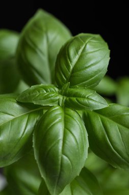 Makarna ham closeup arka plan. Geleneksel İtalyan mutfağı yemek için lezzetli kuru pişmemiş madde. Çeşitli şekiller dokulu. Üstten Görünüm. Kopya alanı