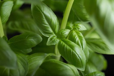 Makarna ham closeup arka plan. Geleneksel İtalyan mutfağı yemek için lezzetli kuru pişmemiş madde. Çeşitli şekiller dokulu. Üstten Görünüm. Kopya alanı