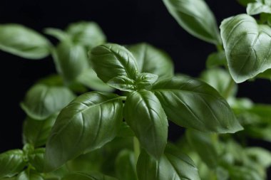 Makarna ham closeup arka plan. Geleneksel İtalyan mutfağı yemek için lezzetli kuru pişmemiş madde. Çeşitli şekiller dokulu. Üstten Görünüm. Kopya alanı