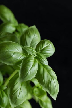 Makarna ham closeup arka plan. Geleneksel İtalyan mutfağı yemek için lezzetli kuru pişmemiş madde. Çeşitli şekiller dokulu. Üstten Görünüm. Kopya alanı