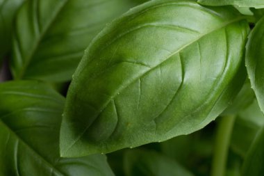 Makarna ham closeup arka plan. Geleneksel İtalyan mutfağı yemek için lezzetli kuru pişmemiş madde. Çeşitli şekiller dokulu. Üstten Görünüm. Kopya alanı