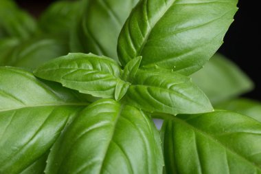 Makarna ham closeup arka plan. Geleneksel İtalyan mutfağı yemek için lezzetli kuru pişmemiş madde. Çeşitli şekiller dokulu. Üstten Görünüm. Kopya alanı