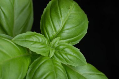 Makarna ham closeup arka plan. Geleneksel İtalyan mutfağı yemek için lezzetli kuru pişmemiş madde. Çeşitli şekiller dokulu. Üstten Görünüm. Kopya alanı