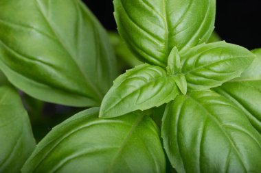 Makarna ham closeup arka plan. Geleneksel İtalyan mutfağı yemek için lezzetli kuru pişmemiş madde. Çeşitli şekiller dokulu. Üstten Görünüm. Kopya alanı