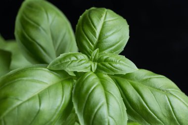 Fesleğen koyu arka plan üzerinde yapraklar. Yeşil yaprakları portre. Aromatik madde mutfak, içecekler ve yemekler için ham. Geleneksel İtalya baharat makarna, pizza, salata. Makro