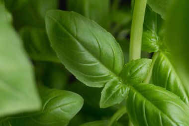 Fesleğen koyu arka plan üzerinde yapraklar. Yeşil yaprakları portre. Aromatik madde mutfak, içecekler ve yemekler için ham. Geleneksel İtalya baharat makarna, pizza, salata. Makro