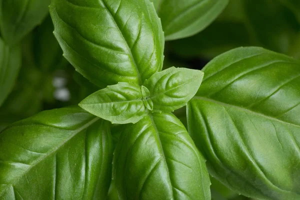 Fesleğen koyu arka plan üzerinde yapraklar. Yeşil yaprakları portre. Aromatik madde mutfak, içecekler ve yemekler için ham. Geleneksel İtalya baharat makarna, pizza, salata. Makro