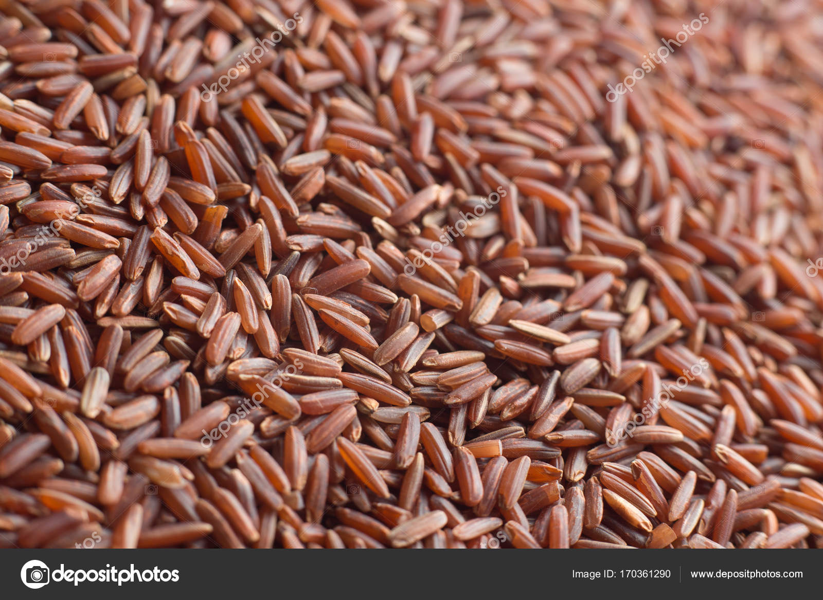 Red rice, grains closeup. Bhutanese. Unpolished, uncooked, natural