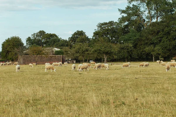 Herd of sheep grazing on a grassy field on a sunny day in Normandy, France. Sheep breeding, industrial agriculture concept. Summer countryside landscape, pastureland for domesticated livestock — Stock Photo, Image