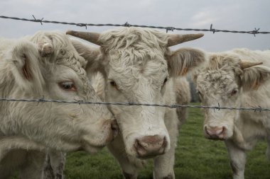 Bir alanda otlayan inekler. Normandy, Fransa. Büyük sığır ırkı. Bir kırsal bulutlu sabah. Tonda
