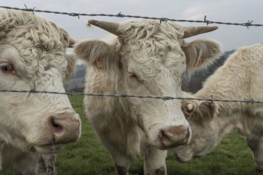 Bir alanda otlayan inekler. Normandy, Fransa. Büyük sığır ırkı. Bir kırsal bulutlu sabah. Tonda