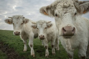 Bir alanda otlayan inekler. Normandy, Fransa. Büyük sığır ırkı. Bir kırsal bulutlu sabah. Tonda