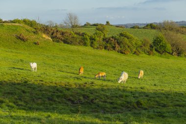 Parlak güneşli bir günde çimenli yeşil alanda otlayan inekler. Normandy, Fransa. Hayvancılık ve endüstriyel tarım kavramı. Yaz countriside peyzaj ve pastureland Evcil hayvan beslemek
