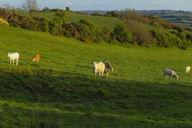 Parlak güneşli bir günde çimenli yeşil alanda otlayan inekler. Normandy, Fransa. Hayvancılık ve endüstriyel tarım kavramı. Yaz countriside peyzaj ve pastureland Evcil hayvan beslemek