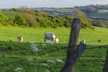 Parlak güneşli bir günde çimenli yeşil alanda otlayan inekler. Normandy, Fransa. Hayvancılık ve endüstriyel tarım kavramı. Yaz countriside peyzaj ve pastureland Evcil hayvan beslemek