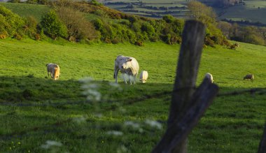 Parlak güneşli bir günde çimenli yeşil alanda otlayan inekler. Normandy, Fransa. Hayvancılık ve endüstriyel tarım kavramı. Yaz countriside peyzaj ve pastureland Evcil hayvan beslemek