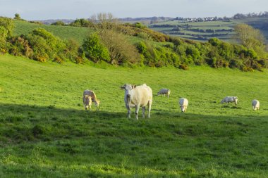 Parlak güneşli bir günde çimenli yeşil alanda otlayan inekler. Normandy, Fransa. Hayvancılık ve endüstriyel tarım kavramı. Yaz countriside peyzaj ve pastureland Evcil hayvan beslemek