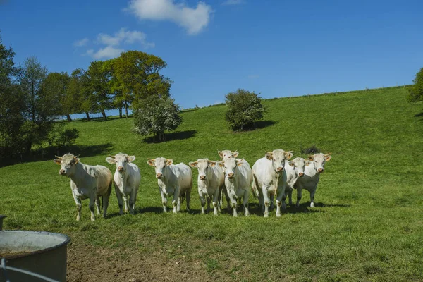 Cows grazing on grassy green field on a bright sunny day. Normandy, France. Cattle breeding and industrial agriculture concept. Summer countriside landscape and pastureland for domesticated livestock — Stock Photo, Image