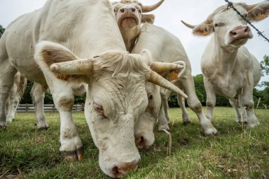 Güneşli bir günde, Normandy, Fransa bir yeşil çimenli alanda otlayan inekler. Hala Hayvancılık sanayi tarım kavramı. Yaz kırsal manzara, pastureland için Hayvancılık Evcil. Yakın çekim.