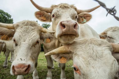 Güneşli bir günde, Normandy, Fransa bir yeşil çimenli alanda otlayan inekler. Hala Hayvancılık sanayi tarım kavramı. Yaz kırsal manzara, pastureland için Hayvancılık Evcil. Yakın çekim.