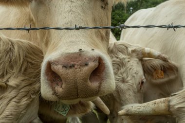 Güneşli bir günde, Normandy, Fransa bir yeşil çimenli alanda otlayan inekler. Hala Hayvancılık sanayi tarım kavramı. Yaz kırsal manzara, pastureland için Hayvancılık Evcil. Yakın çekim.