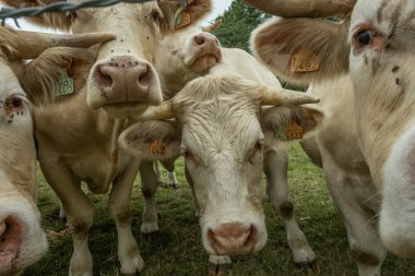 Güneşli bir günde, Normandy, Fransa bir yeşil çimenli alanda otlayan inekler. Hala Hayvancılık sanayi tarım kavramı. Yaz kırsal manzara, pastureland için Hayvancılık Evcil. Yakın çekim.