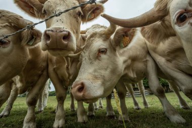 Güneşli bir günde, Normandy, Fransa bir yeşil çimenli alanda otlayan inekler. Hala Hayvancılık sanayi tarım kavramı. Yaz kırsal manzara, pastureland için Hayvancılık Evcil. Yakın çekim.