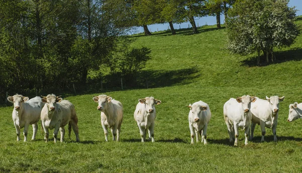 Cows grazing on grassy green field on a bright sunny day. Normandy, France. Cattle breeding and industrial agriculture concept. Summer countriside landscape and pastureland for domesticated livestock — Stock Photo, Image