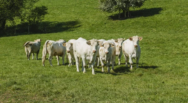 Cows grazing on grassy green field on a bright sunny day. Normandy, France. Cattle breeding and industrial agriculture concept. Summer countriside landscape and pastureland for domesticated livestock — Stock Photo, Image
