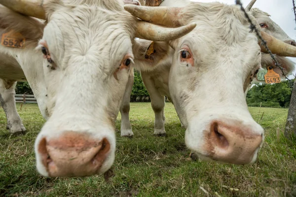 Коровы пасутся на зеленом травянистом поле в солнечный день, Нормандия, Франция. Разведение скота, концепция промышленного сельского хозяйства. Летний сельский пейзаж, пастбища для домашнего скота. Закрыть . — стоковое фото