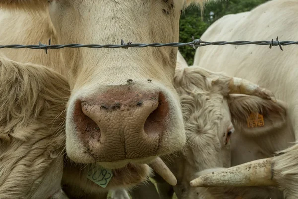 Güneşli bir günde, Normandy, Fransa bir yeşil çimenli alanda otlayan inekler. Hala Hayvancılık sanayi tarım kavramı. Yaz kırsal manzara, pastureland için Hayvancılık Evcil. Yakın çekim.