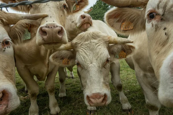 Güneşli bir günde, Normandy, Fransa bir yeşil çimenli alanda otlayan inekler. Hala Hayvancılık sanayi tarım kavramı. Yaz kırsal manzara, pastureland için Hayvancılık Evcil. Yakın çekim.