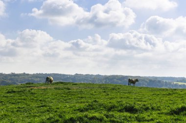 Parlak güneşli bir günde çimenli yeşil alanda otlayan inekler. Normandy, Fransa. Hayvancılık ve endüstriyel tarım kavramı. Yaz countriside peyzaj ve pastureland Evcil hayvan beslemek