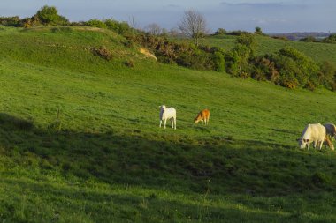 Parlak güneşli bir günde çimenli yeşil alanda otlayan inekler. Normandy, Fransa. Hayvancılık ve endüstriyel tarım kavramı. Yaz countriside peyzaj ve pastureland Evcil hayvan beslemek