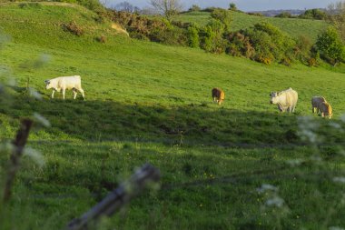 Parlak güneşli bir günde çimenli yeşil alanda otlayan inekler. Normandy, Fransa. Hayvancılık ve endüstriyel tarım kavramı. Yaz countriside peyzaj ve pastureland Evcil hayvan beslemek