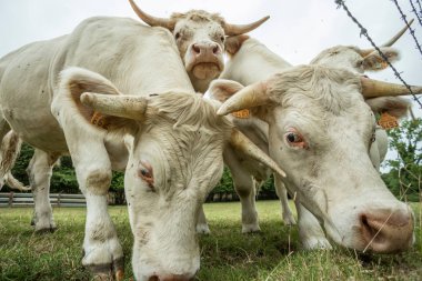 Güneşli bir günde, Normandy, Fransa bir yeşil çimenli alanda otlayan inekler. Hala Hayvancılık sanayi tarım kavramı. Yaz kırsal manzara, pastureland için Hayvancılık Evcil. Yakın çekim.